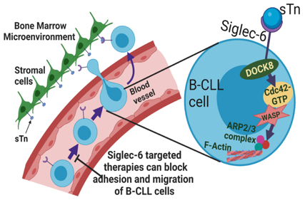 Siglec-6 as a therapeutic target for cell migration and adhesion in chronic lymphocytic leukemia
