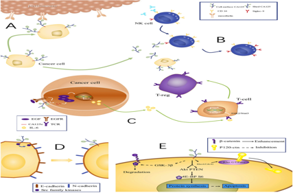 Ovarian cancer marker CA125