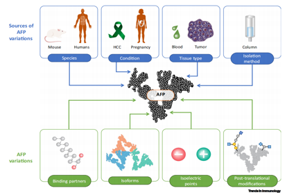 Hepatocellular carcinoma biomarker AFP