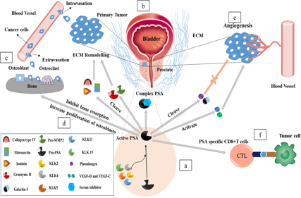 Prostate cancer biomarker PSA