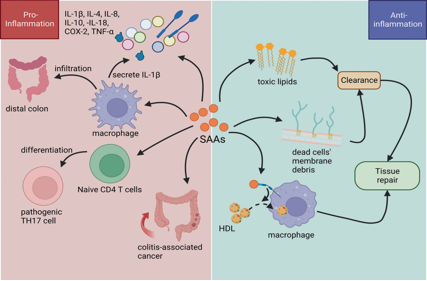 Sensitive inflammatory markers SAA