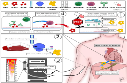 The inflammatory marker CRP