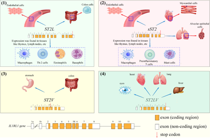 The heart failure marker ST2