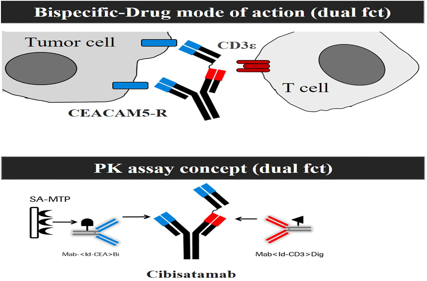 Development and characterization of a pharmacokinetics (PK) assay for T-cell involved bispecific antibody cibisatamab