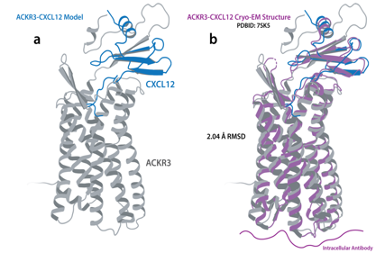Structural basis for selectivity and antagonism in extracellular GPCR nanobodies