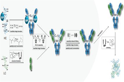 The key factors in IgG1 secretion are CH-CL pairing and VL domain integrity