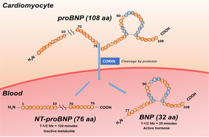 Heart failure biomarkers NT-ProBNP and BNP