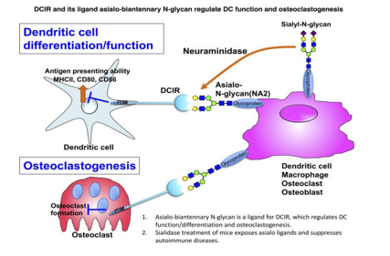 Agonistic anti-DCIR antibody inhibits ITAM-mediated inflammatory signaling and promotes immune resolution