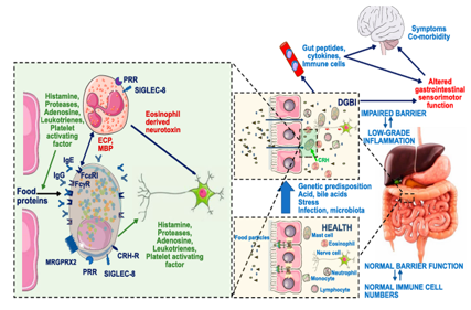 The target of Sialic acid-binding Ig-like lectin 8 SIGLEC8