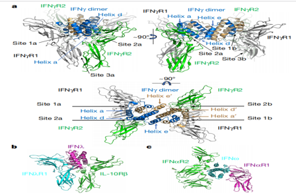Two sided interferon IFNγ