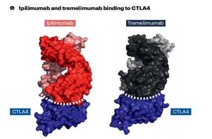 Cancer therapy with antibodies