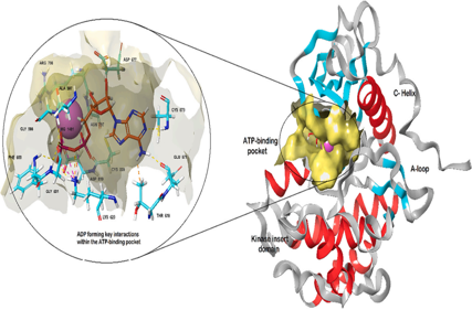 The stem cell factor receptor CD117