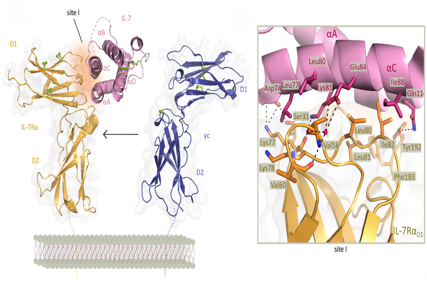 Interleukin-7 receptor alpha subunit CD127