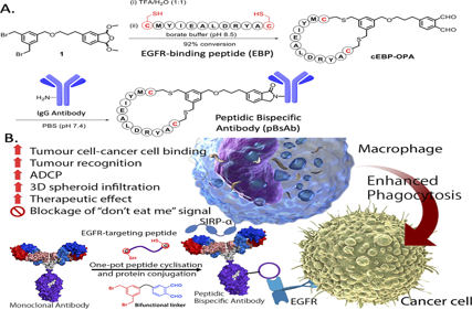 Macrophage-engaging peptidic bispecific antibodies（pBsAbs）for immunotherapy via a facile bioconjugation strategy