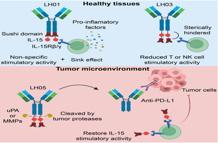 Next generation  anti-PD-L1 IL-15 immunocytokine elicits superior antitumor immunity in cold tumors with minimal toxicity
