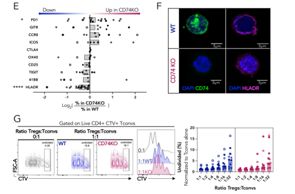 CD74 supports accumulation and function of regulatory T-cells in tumors