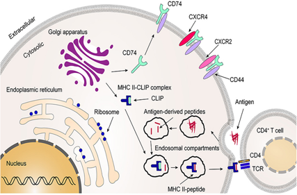 CD74 is a cell surface receptor for the macrophage factor MIF
