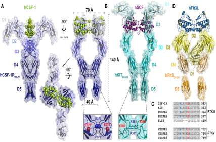Macrophage colony stimulating factor 1 receptor CD115
