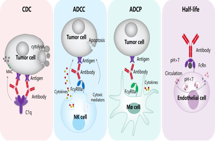 Introduction to engineering design of recombinant antibody