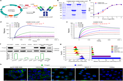 A novel antibody drug conjugate targeting TROP2 has shown potent anti-tumor efficacy in breast and lung cancer
