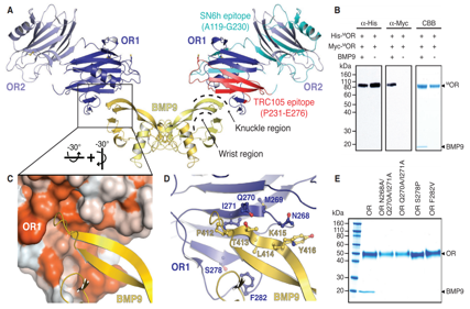 The vascular disease marker CD105