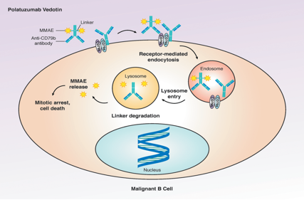 CD79 is a therapeutic target for B-cell lymphoma