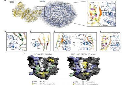 The transferrin receptor CD71