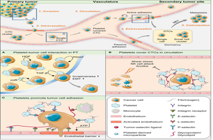 The adhesion molecule CD62