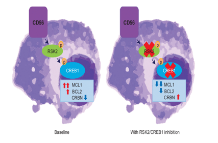 Natural killer cells typing marker CD56