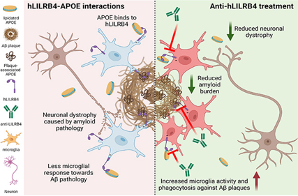 Pathological study of anti-human LILRB4 antibody in a mouse model of Alzheimer's disease