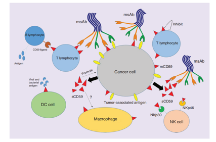 The membrane attack complex inhibitor CD59