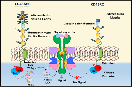 Blood cancer therapeutic target CD45