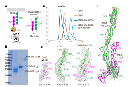 The complement inhibitor CD55