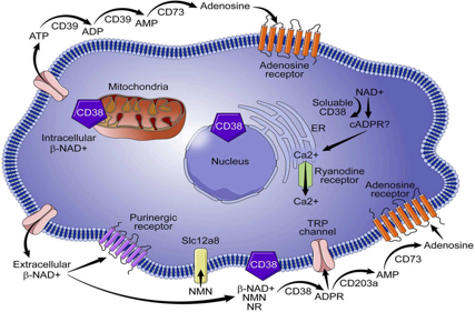 Therapeutic target for multiple myeloma CD38