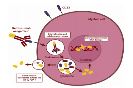 CD33 is a potential therapeutic target