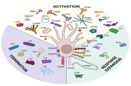 The complement receptor CD35