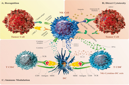 ADCC effect factor CD16