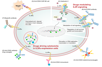 Potential tumor therapeutic target CD25