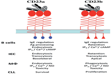 Anaphylaxis regulatory receptor CD23