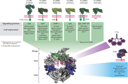 Introduction to antibody structure subtype