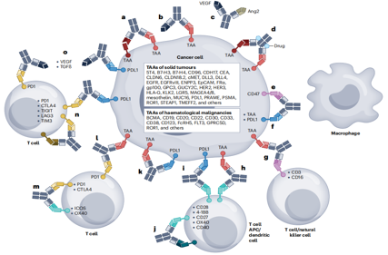 Antibody engineering series bispecific antibody
