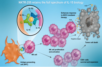 CD19 CD20 antibody fusion IL-15 protein dual targeted therapy for B-cell malignancies