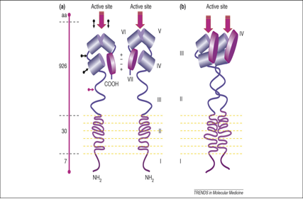 Polyhedral aminopeptidase CD13