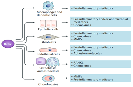 Proinflammatory cytokine IL-17