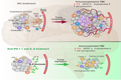 Tumor microenvironment regulator IL-8