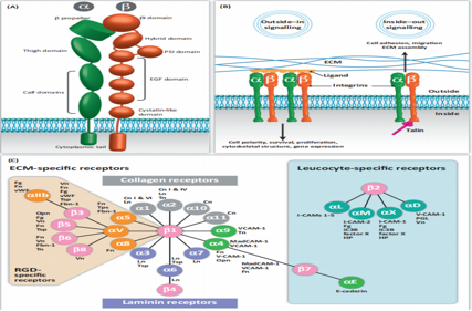 The integrin family molecule CD11