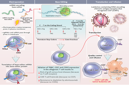 The target of cellular immunotherapy CD7