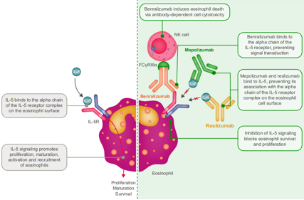 Eosinophilic inflammatory factor IL-5
