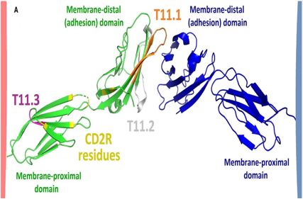 Immunosuppressive therapy target CD2