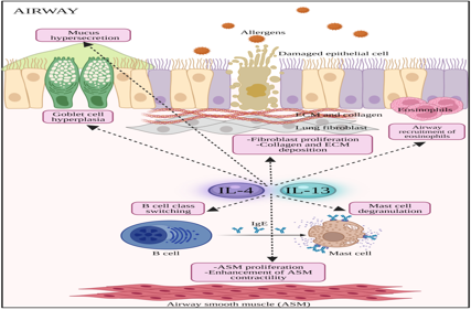 Allergic response regulator IL-4